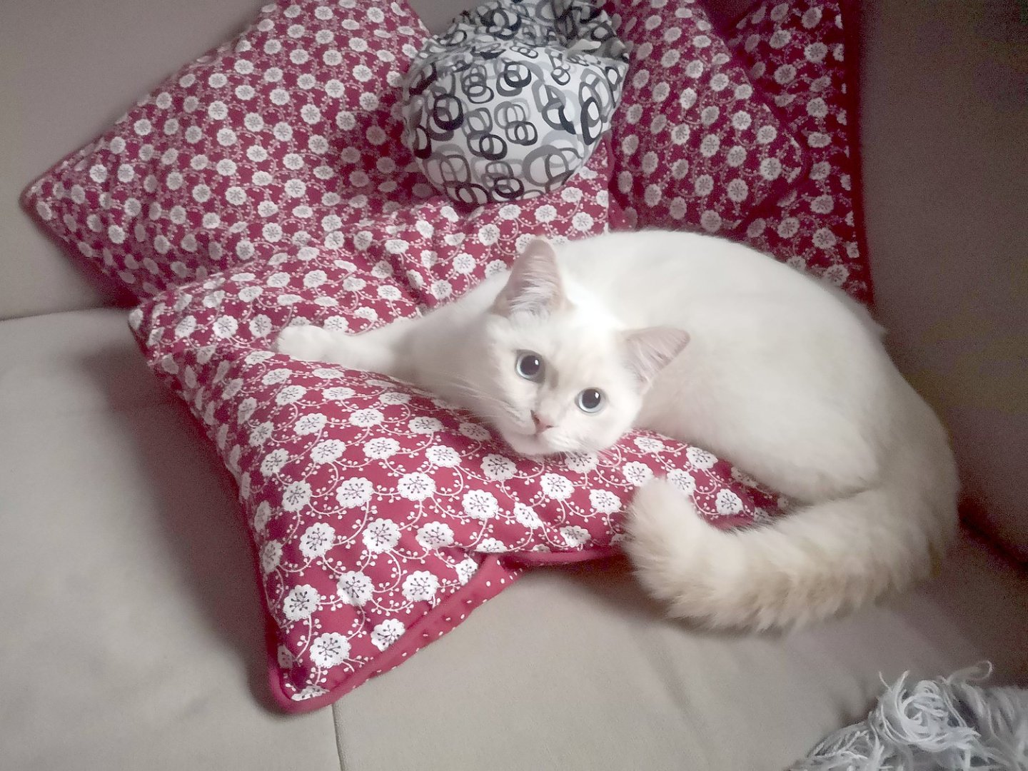 So viele süße Katzen gibt es in Ostfriesland - Bild 71