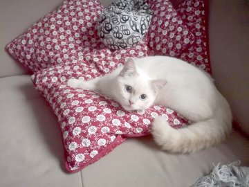 So viele süße Katzen gibt es in Ostfriesland - Bild 71