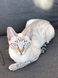 So viele süße Katzen gibt es in Ostfriesland - Bild 72