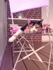 So viele süße Katzen gibt es in Ostfriesland - Bild 73
