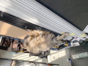 So viele süße Katzen gibt es in Ostfriesland - Bild 74