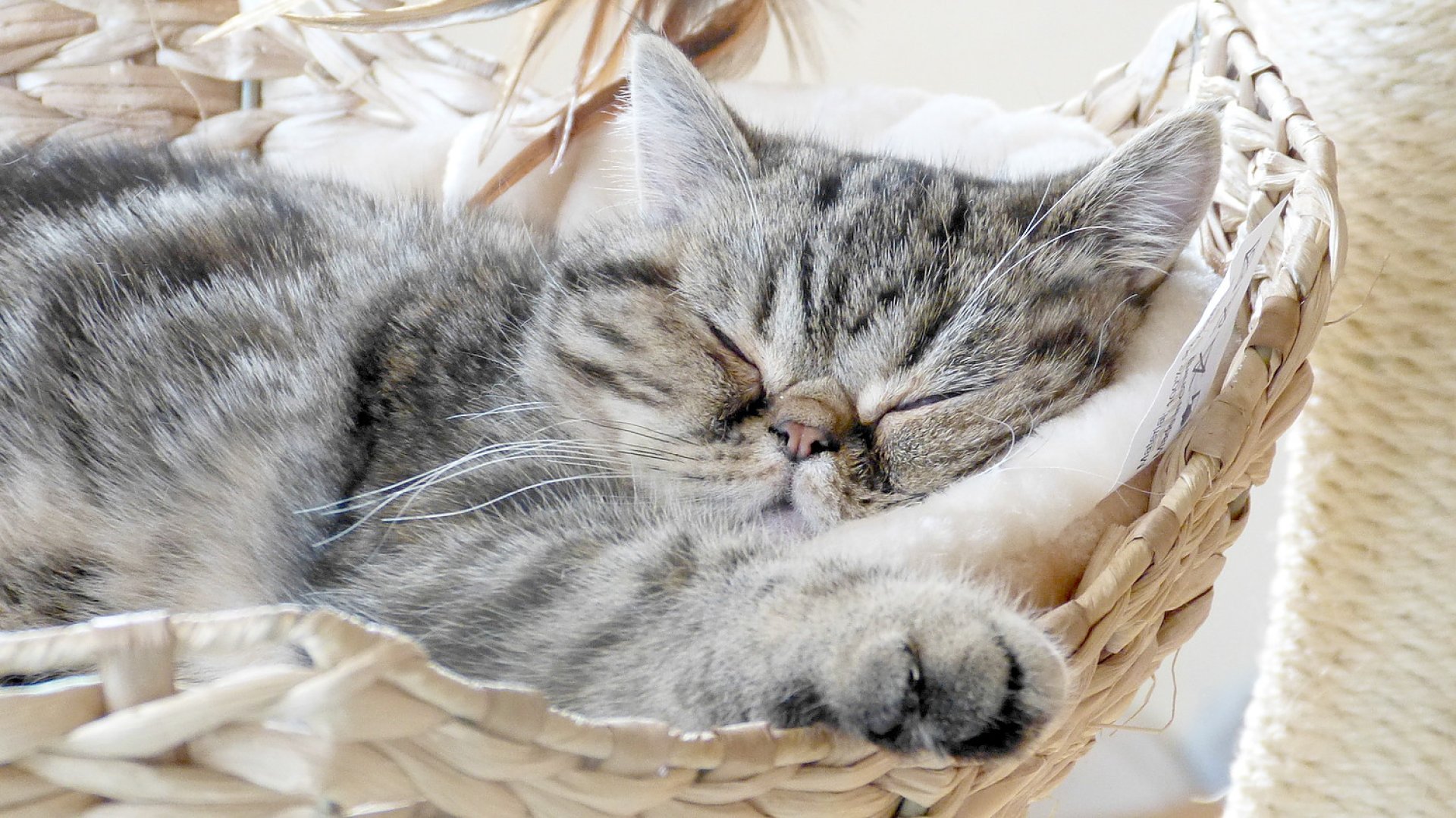 So viele süße Katzen gibt es in Ostfriesland - Bild 75