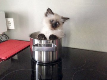 So viele süße Katzen gibt es in Ostfriesland - Bild 76