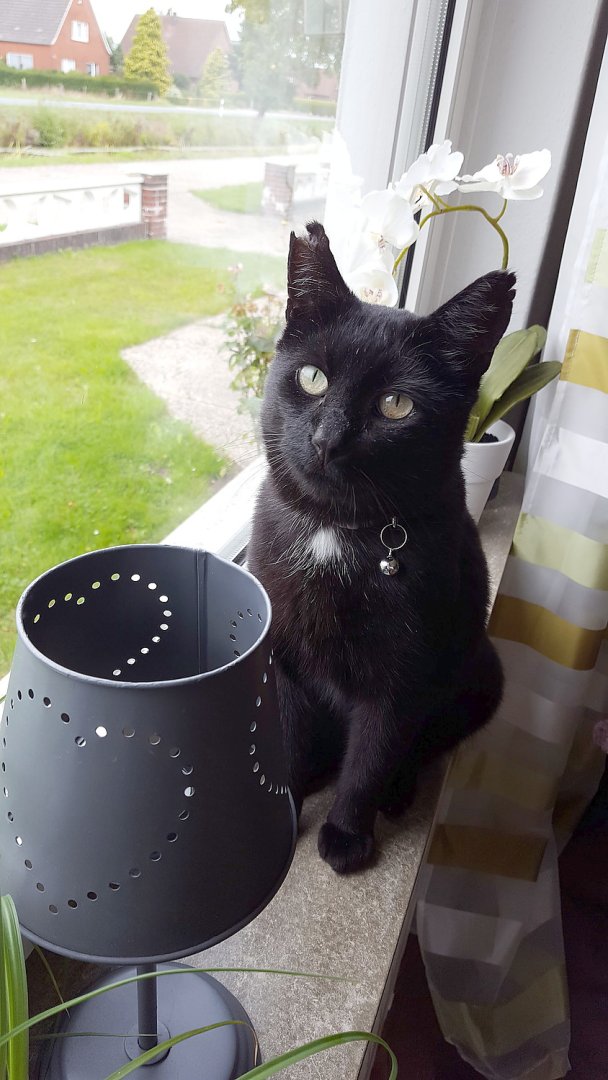 So viele süße Katzen gibt es in Ostfriesland - Bild 77