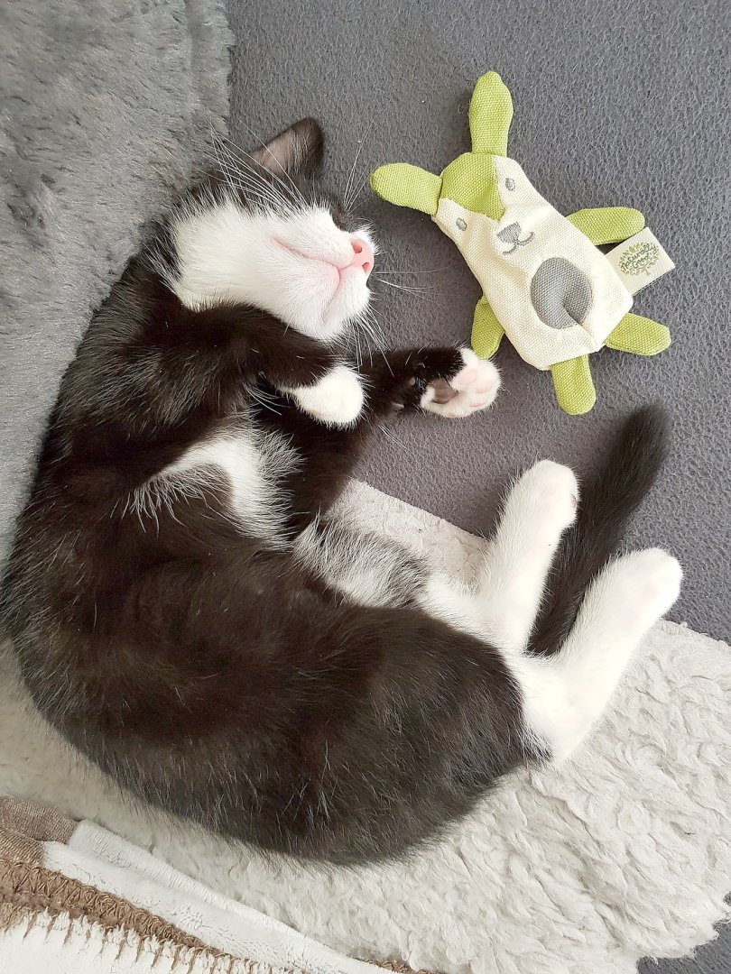 So viele süße Katzen gibt es in Ostfriesland - Bild 78