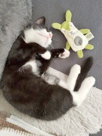 So viele süße Katzen gibt es in Ostfriesland - Bild 78