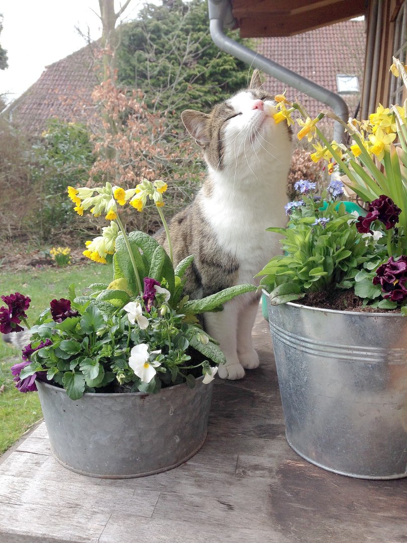So viele süße Katzen gibt es in Ostfriesland - Bild 79
