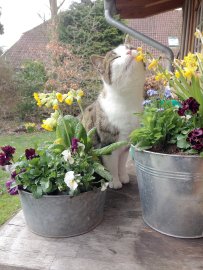 So viele süße Katzen gibt es in Ostfriesland - Bild 79