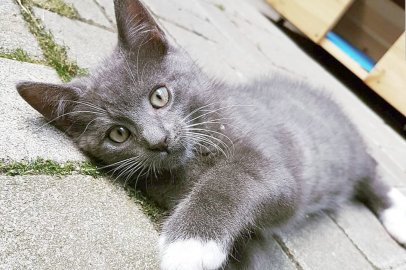 So viele süße Katzen gibt es in Ostfriesland - Bild 81