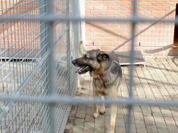 Tag der offenen Tür im Tierheim Stapelmoor - Bild 4