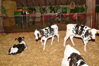 Lebendiger Adventskalender in Grimersum - Bild 3