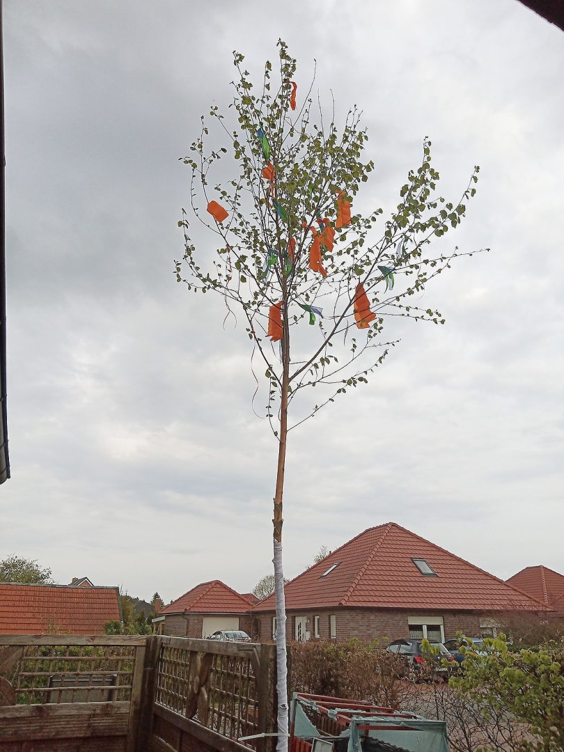 Ostfriesen zeigen ihre Maibäume - Bild 2