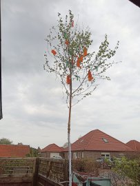 Ostfriesen zeigen ihre Maibäume - Bild 2