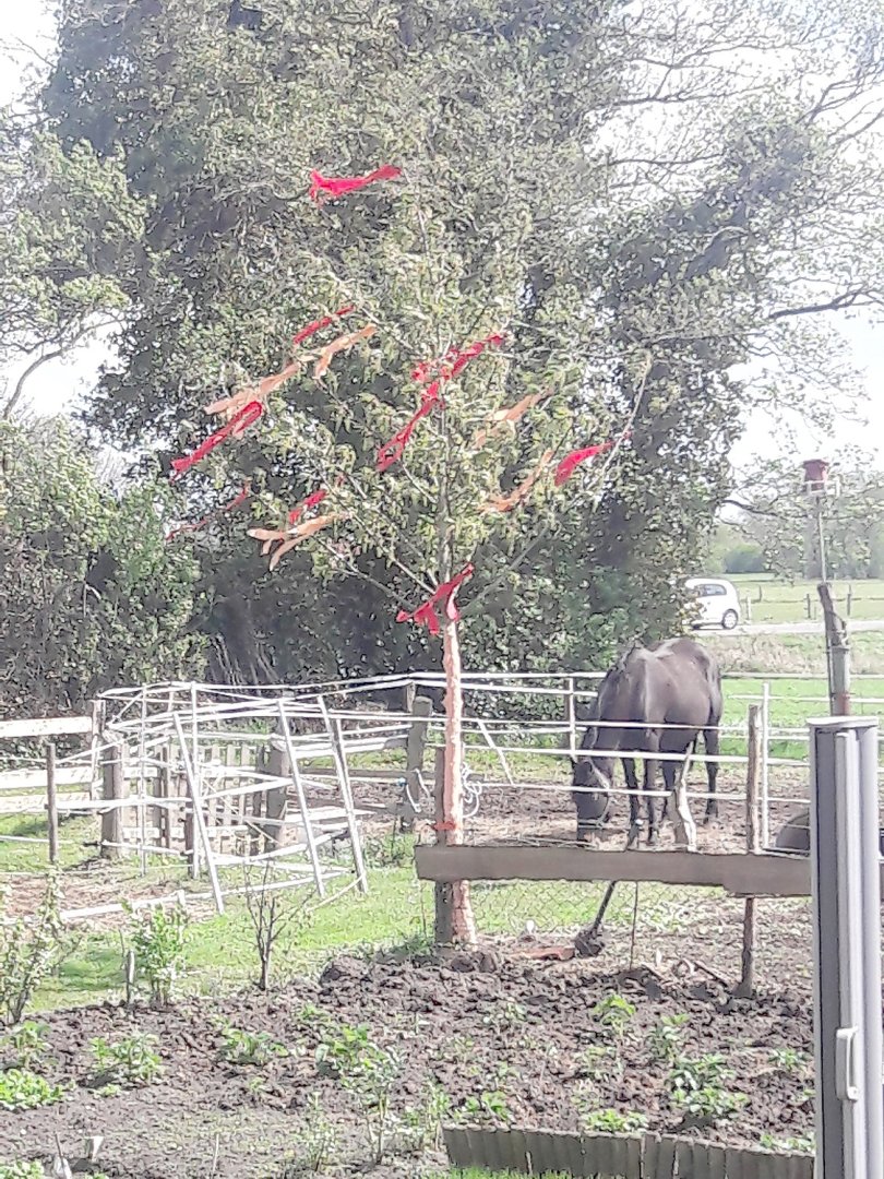 Ostfriesen zeigen ihre Maibäume - Bild 27