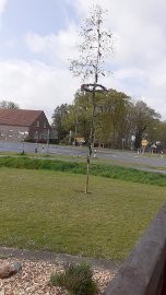 Ostfriesen zeigen ihre Maibäume - Bild 72