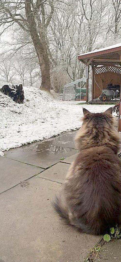 Schnee in Ostfriesland - Bild 8