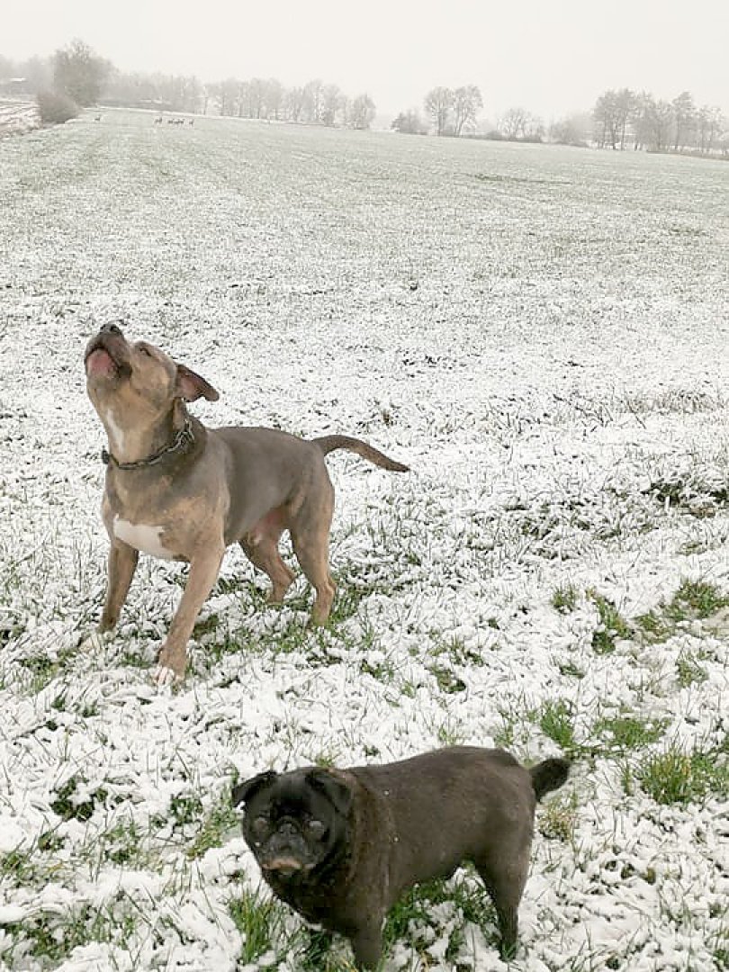 Schnee in Ostfriesland - Bild 34