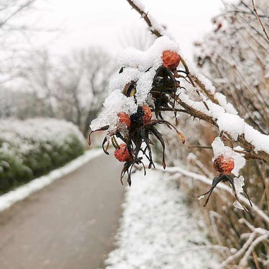 Schnee in Ostfriesland - Bild 40