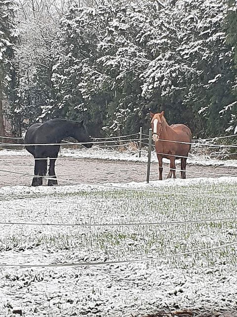 Schnee in Ostfriesland - Bild 41