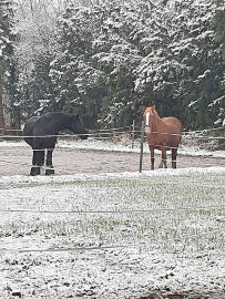 Schnee in Ostfriesland - Bild 41