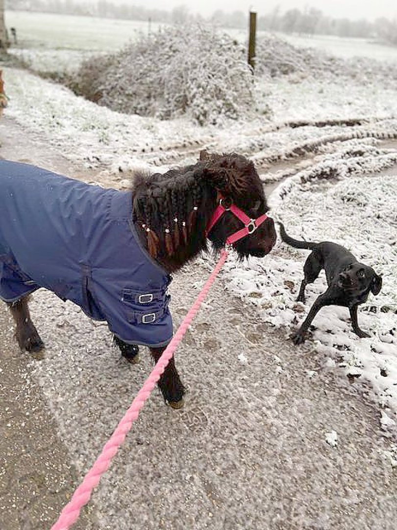 Schnee in Ostfriesland - Bild 42