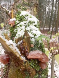 Schnee in Ostfriesland - Bild 61