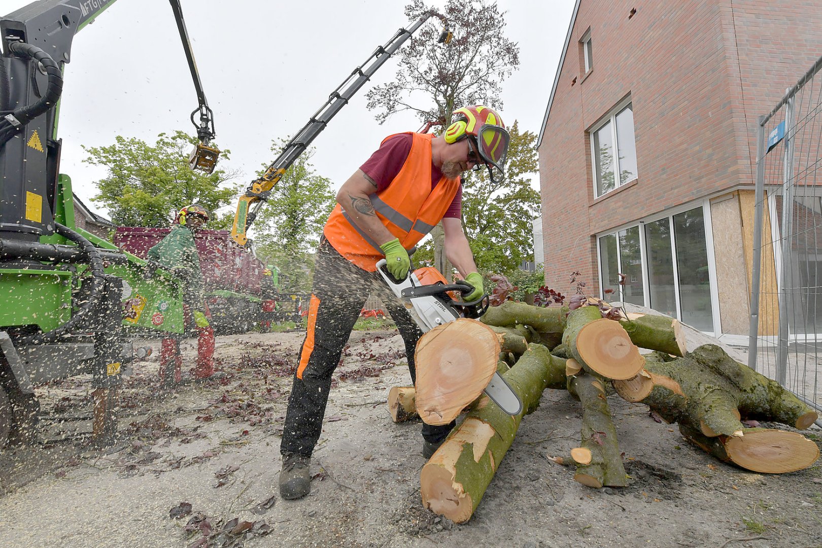 140 Jahre alte Blutbuche in Aurich gefällt - Bild 6