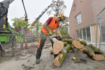 140 Jahre alte Blutbuche in Aurich gefällt - Bild 6