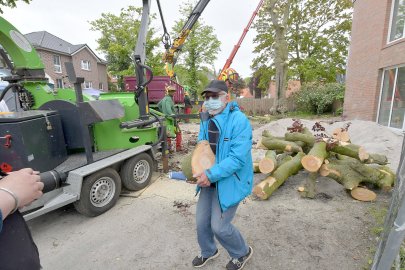 140 Jahre alte Blutbuche in Aurich gefällt - Bild 7