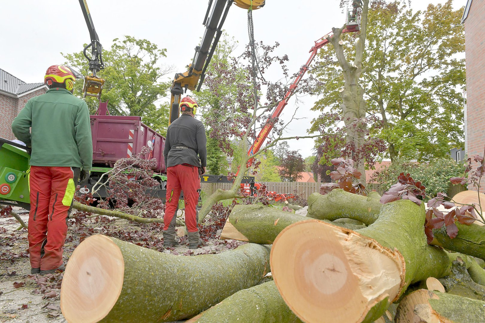140 Jahre alte Blutbuche in Aurich gefällt - Bild 8