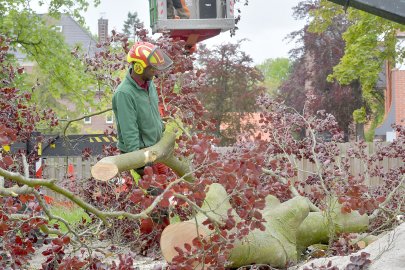 140 Jahre alte Blutbuche in Aurich gefällt - Bild 11