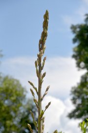 Blütenpracht in drei Meter Höhe - Bild 2