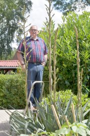 Blütenpracht in drei Meter Höhe - Bild 4