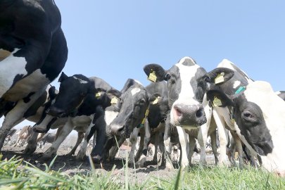 Frühling: Kühe kommen auf die Weide - Bild 2