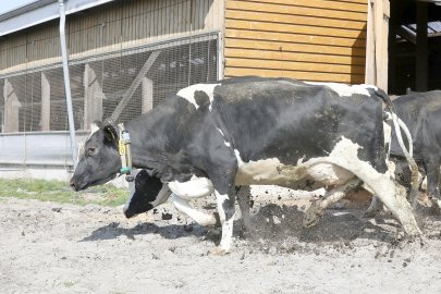 Frühling: Kühe kommen auf die Weide - Bild 3