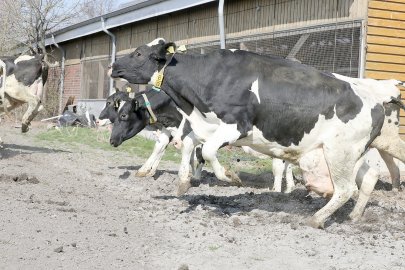 Frühling: Kühe kommen auf die Weide - Bild 4