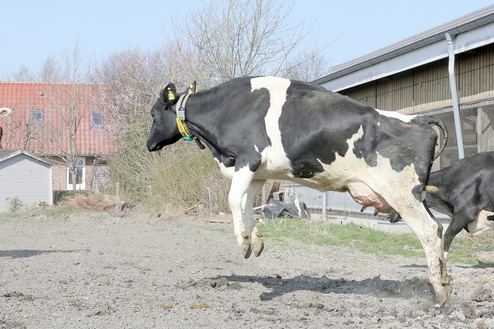 Frühling: Kühe kommen auf die Weide - Bild 5
