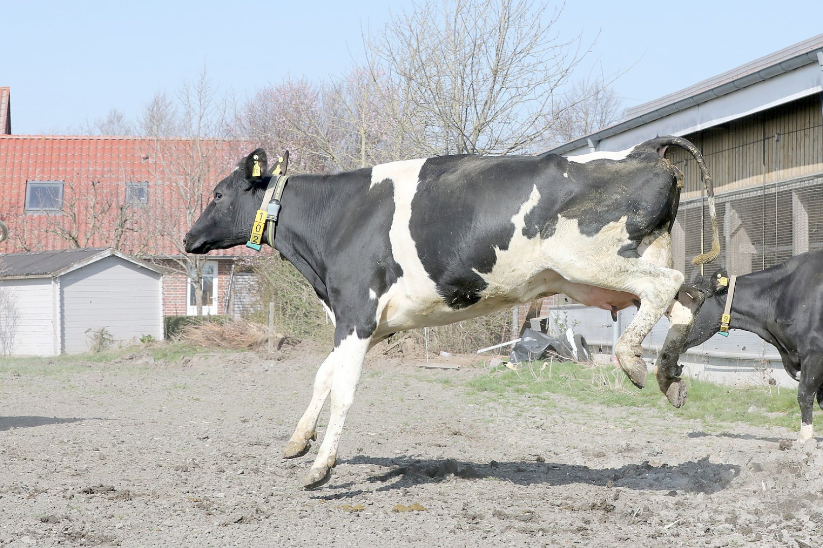 Frühling: Kühe kommen auf die Weide - Bild 6