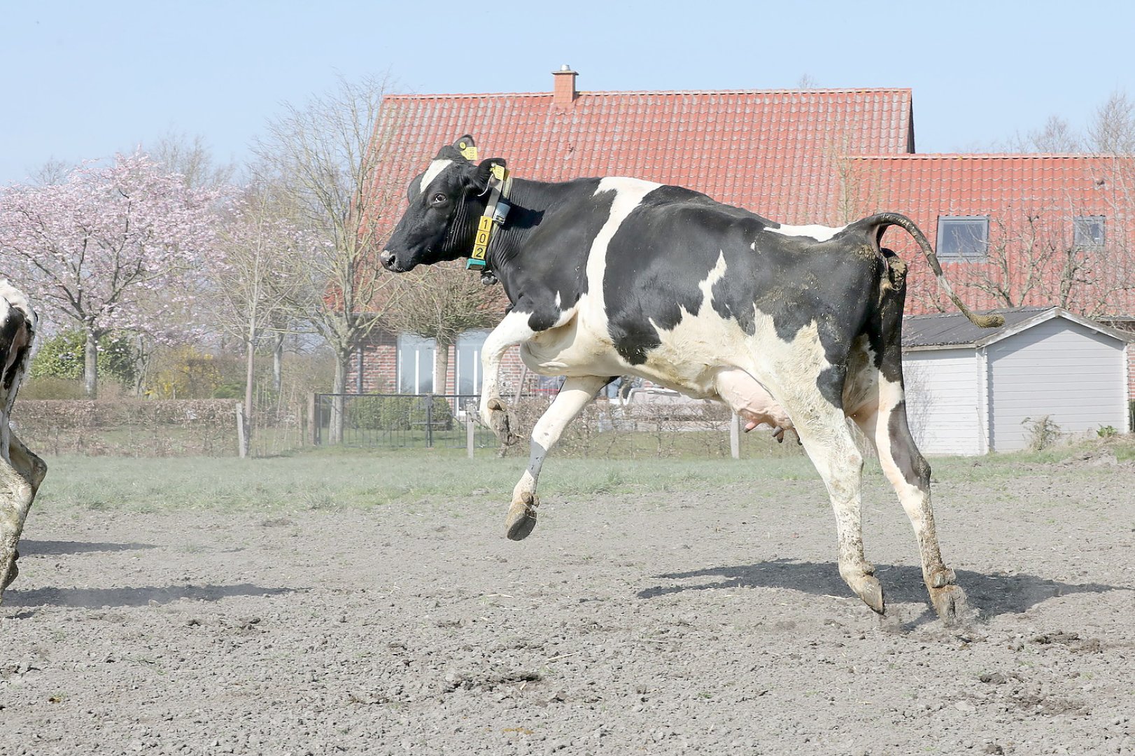 Frühling: Kühe kommen auf die Weide - Bild 7