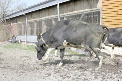 Frühling: Kühe kommen auf die Weide - Bild 8