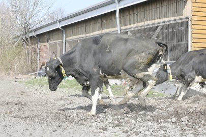 Frühling: Kühe kommen auf die Weide - Bild 9
