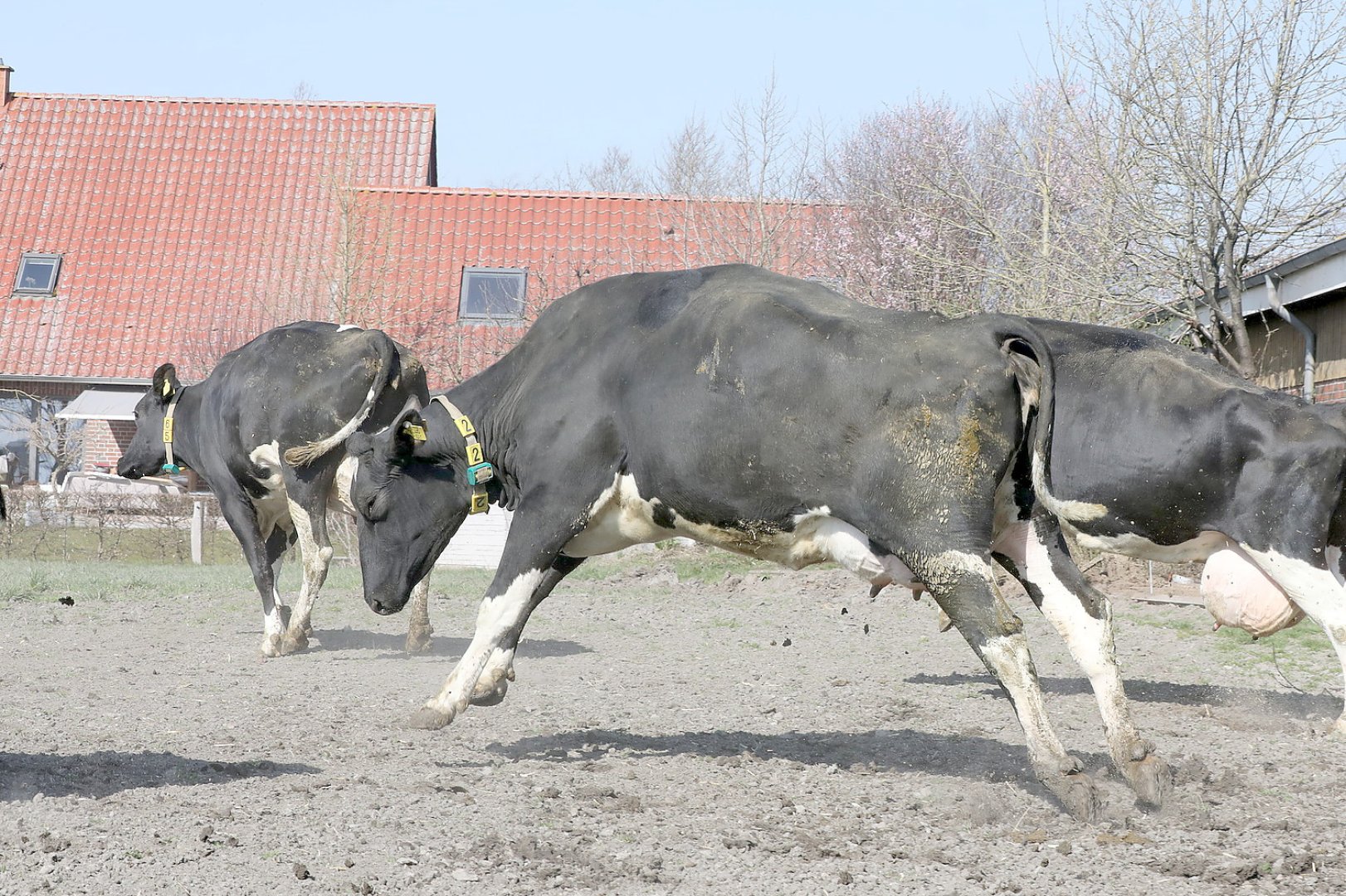 Frühling: Kühe kommen auf die Weide - Bild 11
