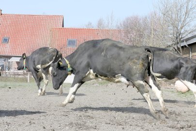 Frühling: Kühe kommen auf die Weide - Bild 11