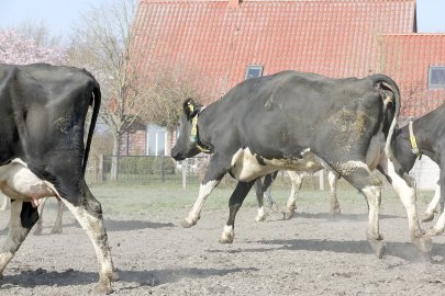Frühling: Kühe kommen auf die Weide - Bild 12