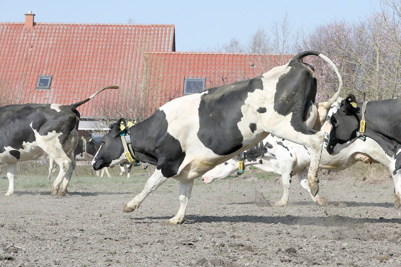 Frühling: Kühe kommen auf die Weide - Bild 13