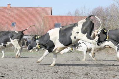 Frühling: Kühe kommen auf die Weide - Bild 13