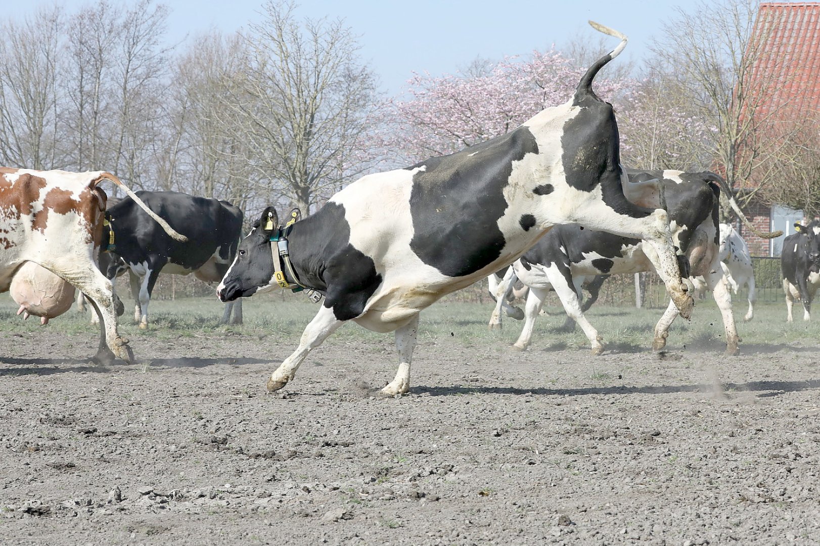 Frühling: Kühe kommen auf die Weide - Bild 14