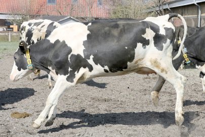 Frühling: Kühe kommen auf die Weide - Bild 16