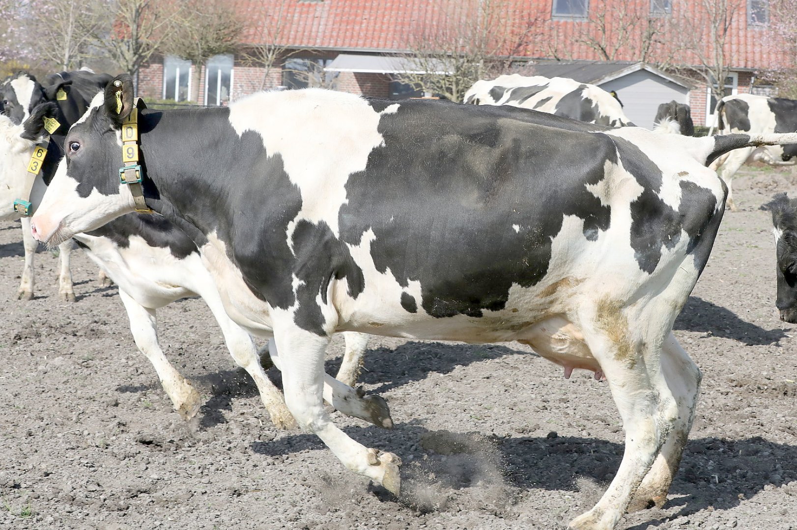 Frühling: Kühe kommen auf die Weide - Bild 17