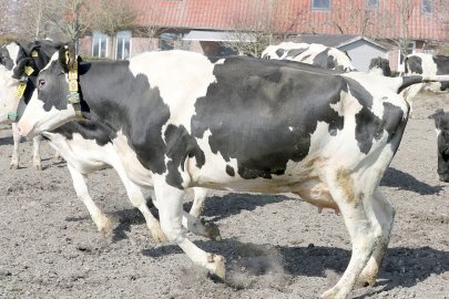 Frühling: Kühe kommen auf die Weide - Bild 17